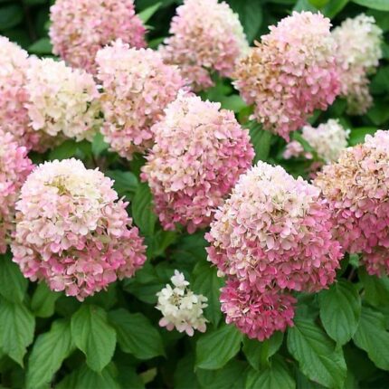 Распберри Пинк / Raspberry pink р9