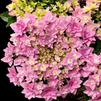 Флориа/ Floria