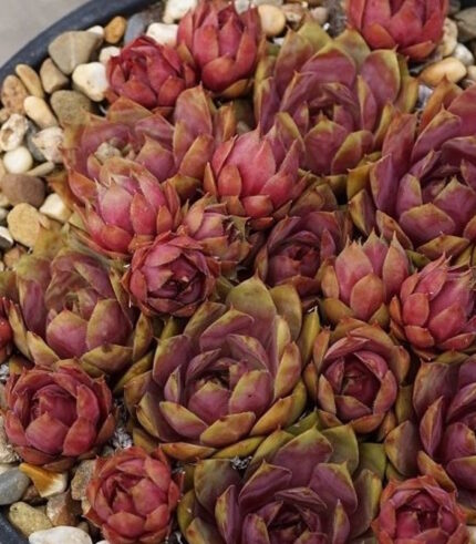 "Эприкот Бьюти" / Sempervivum hybridum 'Apricot Beauty'