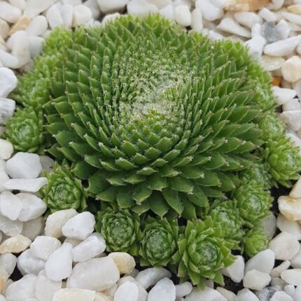 "Фуззи Вуззи" / Sempervivum hybridum 'Fuzzy Wuzzy'