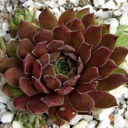 "Аглоу" / Sempervivum hybridum 'Aglow'
