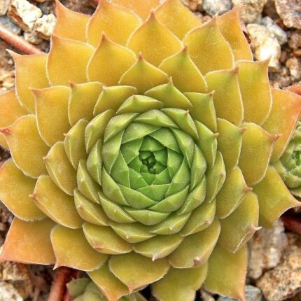 "Альхемист" / Sempervivum hybridum 'Alchemist'