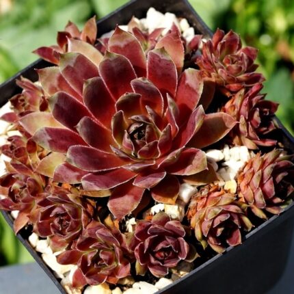 "Блэк Мэджик Вуман" /  Sempervivum hybridum 'Black Magic Woman'
