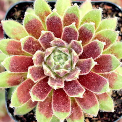 "Джубили" / Sempervivum hybridum 'Jubilee'
