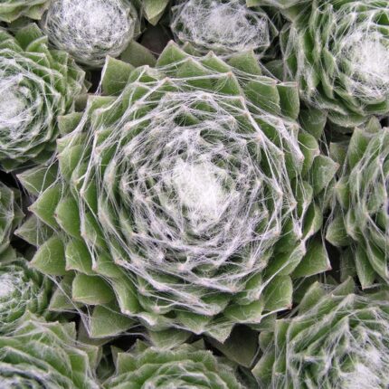 "Кобвеб Джой" / Sempervivum hybridum "Cobweb Joy"