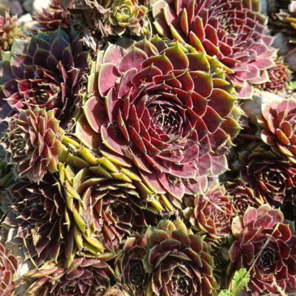 "Красный Муравей" / Sempervivum hybridum 'Red Ant'