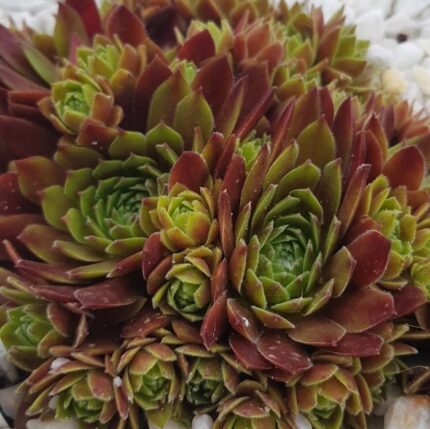 "Креббен" / Sempervivum hybridum 'Crebben'