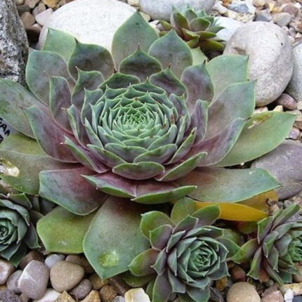 "Махогани" / Sempervivum hybridum 'Mahogany'