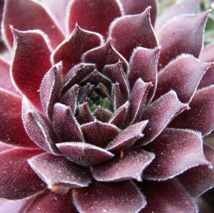 "Ред Папавер" / Sempervivum hybridum 'Red Papaver'