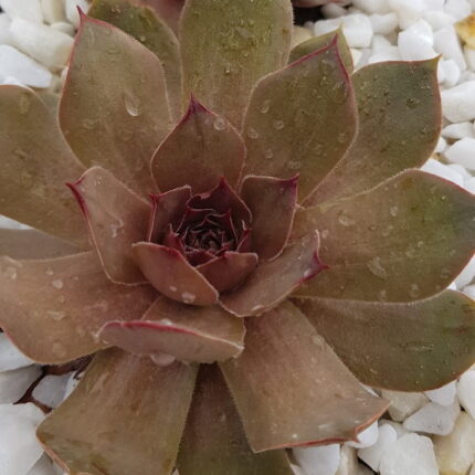"Санрайз" / Sempervivum hybridum 'Sunrise'