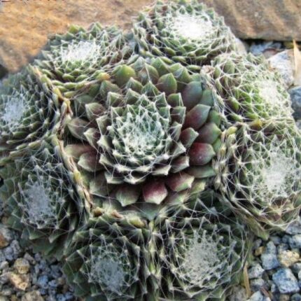 "Сильберкарнеоль" / Sempervivum hybridum 'Silberkarneol'