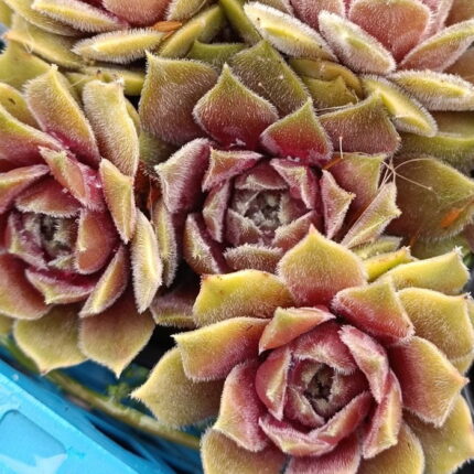 "Сиреневый Туман" / Sempervivum hybridum 'Sirenevyj tuman'