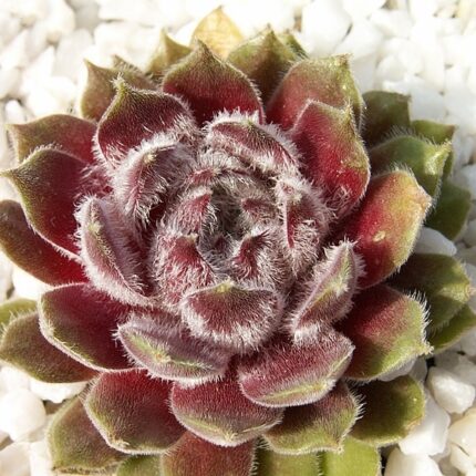 "Тарантула" / Sempervivum hybridum 'Tarantula'